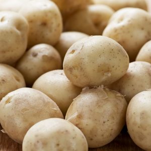 Seed Potatoes "Now Available"