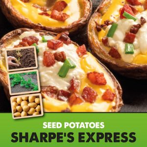 https://davidperrygardens.com/wp-content/uploads/2021/01/Posters-Potatoes-Sharpes-Express-300x300.jpg