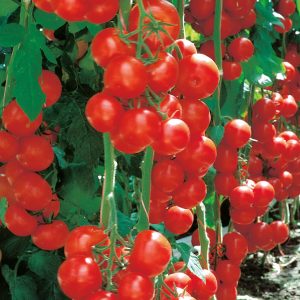 Tomato Plants "Available Soon"