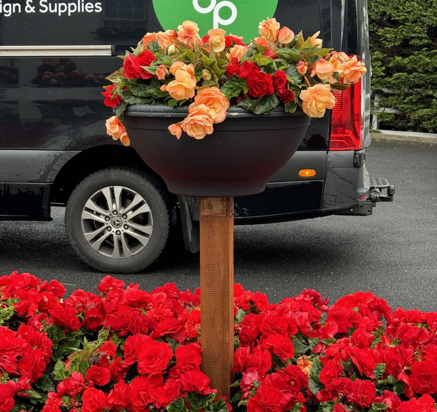 https://davidperrygardens.com/wp-content/uploads/2024/11/Begonia_Red_Display_2024-e1730549168122.jpg